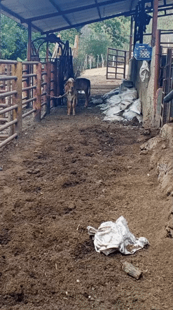 Street fish market operates in Tinaquillo, Venezuela