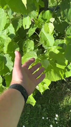 A person's left hand, wearing a dark watch, is held up near a cluster of large, green leaves. The hand is partially open, with fingers slightly spread, and appears to be touching or reaching for the leaves. The leaves are vibrant green, with some having small holes or signs of damage. The background consists of more foliage and a blurry hint of grass and possibly a tree trunk. The lighting suggests an outdoor, daytime setting, with sunlight casting shadows.