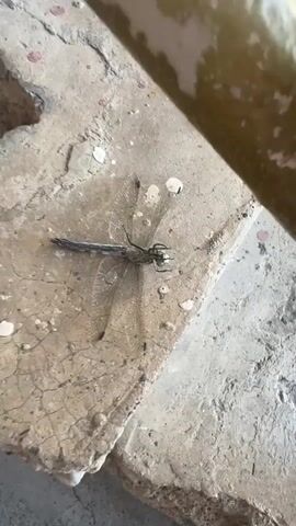 The media file shows a close-up, overhead view of a dragonfly resting on a textured, light-colored surface that appears to be concrete or stone. The dragonfly is positioned horizontally, with its wings spread out. It has a long, segmented body and large, compound eyes. The wings are transparent with dark veins. The surface it is resting on is cracked and has some small white specks on it. The lighting suggests it is daytime, with the shadows indicating a moderate amount of light. There is no visible text in the media file. The setting appears to be outdoors, possibly in an urban or semi-urban environment given the concrete surface. The focus is entirely on the dragonfly and its immediate surroundings.