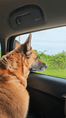 Vehicle drives through wind farm with German Shepherd passenger