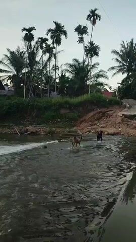 A person in a blue shirt and a hat is standing in shallow water, facing away from the camera. They are in a river with choppy water and a visible current. In the middle ground, two dogs are running through the river, one a light brown color and the other a darker brown. They appear to be chasing something or playing. The riverbank is lined with green grass and tall palm trees. A dirt embankment with exposed rocks and sand is visible on the right side of the river. The sky is overcast and appears to be dusk.