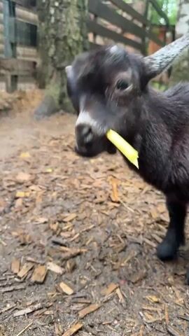 A young, black goat is standing in an outdoor enclosure. It has small horns and is eating a yellow object. To the left of the goat, a young child wearing a purple tracksuit with cartoon characters on it and red boots is visible. The ground is covered in dirt and wood chips. A wooden fence is in the background, and a birch tree is to the left of the goat. The child appears to be interacting with the goat.