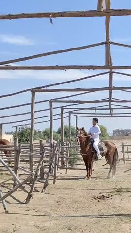 An adult male, dressed in a white long-sleeved shirt and white pants, is seen riding a brown horse in an outdoor enclosure under a bright, clear blue sky. The horse is equipped with a saddle and bridle. The ground is dry, sandy earth, with some piles of horse droppings visible.

The scene is set within a structure made of rough-hewn wooden posts and beams, suggesting a stable, paddock, or riding arena. Wooden fences also line parts of the enclosure. In the background, green foliage and distant buildings can be seen under the sunny conditions, indicating it is daytime. The rider appears calm as the horse walks and makes a gentle turn within the enclosure. No visible text is present. The location context provided is Tacna, Peru.