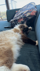 Ragdoll cat lounges and grooms on a teal sofa in Rijswijk