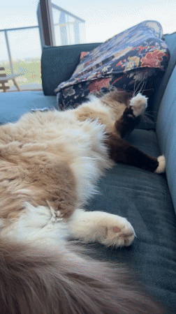 Ragdoll cat lounges and grooms on a teal sofa in Rijswijk