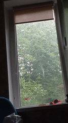 Rainy day window views and food close-ups captured in Poltava