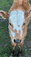 Person pets brown and white calf outdoors