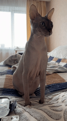 Morning domestic moments with cats and breakfast in Izhevsk