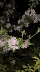 Nighttime spring blossoms and quiet streets captured in Sofia