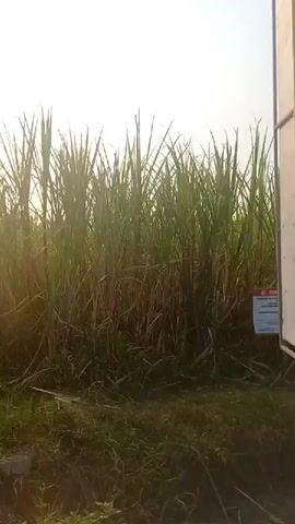 The video pans across a field of tall green sugarcane. In the foreground, a white sign with red lettering is visible, bearing the Indonesian word "PERHATIAN" which means "ATTENTION." The sky is bright and hazy, suggesting it may be early morning or late afternoon. The ground is covered in dry grass and some debris.