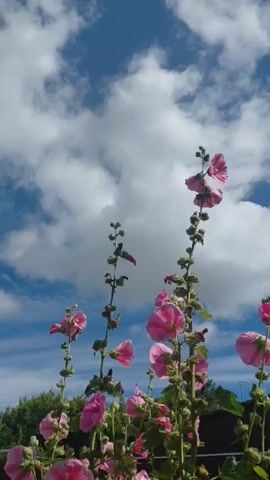 A close-up, low-angle shot showcases several tall stalks of pink hollyhock flowers against a bright blue sky filled with fluffy white clouds. The flowers are in various stages of bloom, with some fully open and others still in bud. The stalks are green and leafy, and the overall impression is one of a vibrant, summery garden.