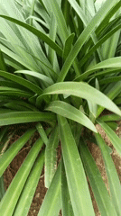 Garden cultivation and manual work observed in Shaba, Nigeria