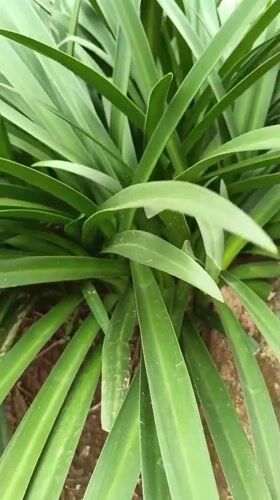 Garden cultivation and manual work observed in Shaba, Nigeria