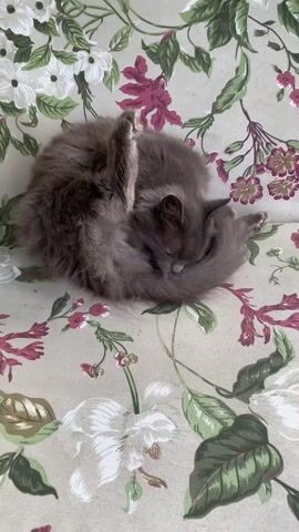 A fluffy grey cat is curled up on a floral-patterned sofa. The cat is grooming itself, with its back leg raised to scratch its head. Its tail is wrapped around its body. The sofa has a light-colored background with a pattern of pink and white flowers and green leaves. The lighting is soft and natural.