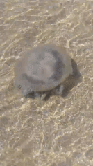 Large jellyfish washes ashore at Villa Marina beach, Venezuela