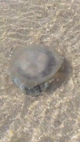 A translucent jellyfish rests on the sandy bottom of shallow, clear water. The light ripples through the water, creating patterns on the sand below. The jellyfish is circular with a dark center, and its tentacles are visible beneath it.