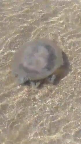 Large jellyfish washes ashore at Villa Marina beach, Venezuela