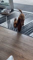 Woman feeds and plays with small brown dog in Sofia home