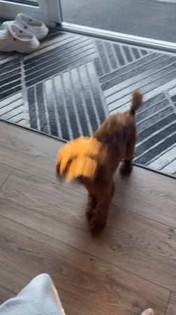 Woman feeds and plays with small brown dog in Sofia home