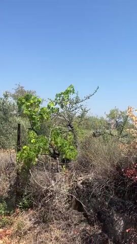 The video shows a first-person view from inside a car driving on a paved road in a rural area. The sky is clear and blue. On the left side of the road, there are olive trees and dry vegetation. On the right side, there are houses and trees. The car passes by a fence and a utility pole. In the distance, there are hills covered with trees. The car's dashboard is visible in the foreground.
