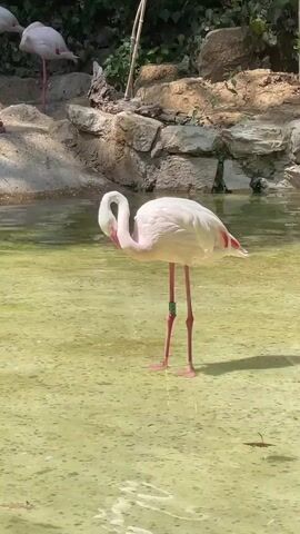 A single flamingo stands in shallow, murky water, its body mostly white with touches of pink. The flamingo is bending its long neck to dip its beak into the water, then raising its head. Another flamingo, mostly out of frame, is visible in the background on land, standing beside rocky terrain and vegetation.