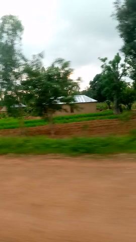 This media file captures a blurred, sideways view of a rural scene in Ganawuri, Nigeria. The primary subjects are a dirt road and lush green vegetation, with scattered trees. In the background, there are glimpses of buildings with tin roofs, suggesting a village or rural settlement. The overall scene appears to be outdoors, possibly taken from a moving vehicle due to the motion blur.

The activity taking place is difficult to ascertain due to the blur and lack of clear subjects. It seems to be a general view of the environment.

Notable details include the overcast sky, indicating a cloudy day or perhaps early morning or late evening. The presence of green foliage and the dirt road are strong indicators of a rural setting in Nigeria. There are no discernible people or specific objects that stand out due to the blur. The overall mood is difficult to gauge, but the natural scenery might evoke a sense of simplicity or tranquility, despite the lack of clarity.

No visible text is present in the media file.