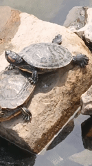 Turtles, frogs, and damselflies at a quiet freshwater pond