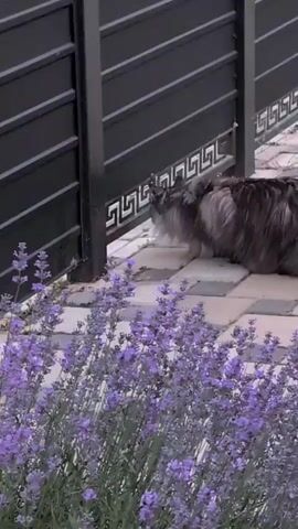 A long-haired grey cat lies on its side in front of a dark metal gate. The cat's head is turned to the left, and its ears are pointed forward. Its tail is extended behind it. In the foreground, a patch of lavender flowers is in bloom. The ground is paved with light-colored interlocking stones. The scene appears to be outdoors, possibly in a garden or yard.