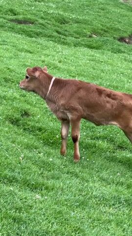 The video shows a brown calf standing in a green field. The calf has a pink collar around its neck. The field is covered in grass and some small white flowers.  The calf appears alert and is looking to the left. In the background, there appears to be a rise in the ground. The video is taken from a stationary position. In the background, the sound of chickens can be heard.