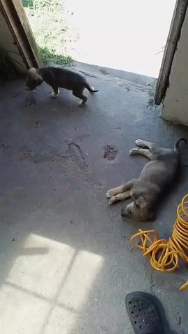 Two puppies are in a concrete entryway. One puppy is standing near the doorway, looking out. The other puppy is lying on its side on the floor. A yellow coiled hose is on the floor near the lying puppy. A black shoe is partially visible in the bottom right corner of the frame. In the background, a red bucket is leaning against a wall. A black cat is partially visible underneath the bucket.