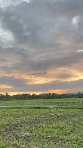 A video shows a rural landscape at sunset. The sky is filled with clouds, some of which are illuminated by the setting sun, casting a warm orange glow. In the foreground, there is a green field, likely a rice paddy, with rows of young plants. The ground is muddy and appears to have been recently worked. A winding path or irrigation channel runs through the field. In the background, there is a line of trees and a distant mountain range. Several small white flags or markers are scattered across the field. The video is shot vertically and appears to be handheld, with slight movements. There are no people or animals visible in the video.