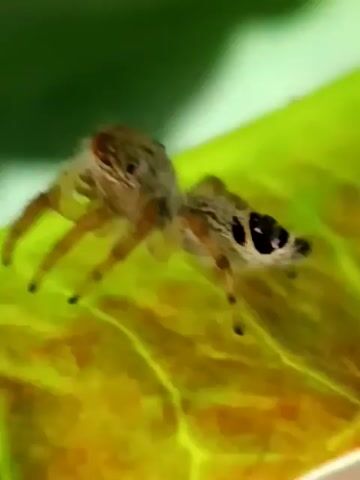 The video shows a close-up view of a small jumping spider on a green leaf. The spider is light brown with darker markings on its abdomen. It has large eyes and hairy legs. The spider is actively moving on the leaf, appearing to explore its surroundings. The background is blurred, with shades of green suggesting a natural outdoor environment. The lighting is soft and natural. The video captures the spider's intricate movements and delicate features.