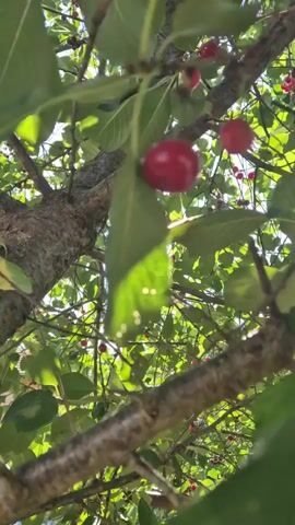 The video pans through a cherry tree with ripe red cherries visible. The sun shines brightly through the leaves, creating a lens flare effect. The background shows a garden area with plants and a fence. The camera is handheld and moves slightly, giving a natural, unedited feel to the footage. There are no people visible in the video. The focus is on the natural beauty of the cherry tree and its fruit.