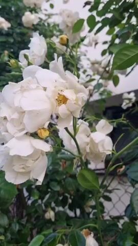 A cluster of white roses is in full bloom, with some buds still closed. The flowers are delicate and layered, with hints of yellow in their centers. They are set against a backdrop of lush green foliage and a faint, out-of-focus fence. The lighting suggests it is daytime, likely outdoors. The overall impression is one of natural beauty and tranquility. The scene is likely a garden or a park in Vrútky, Slovakia, given the location context. There is no visible text in the media file.