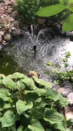 Backyard pond garden in Radomyshl, Ukraine
