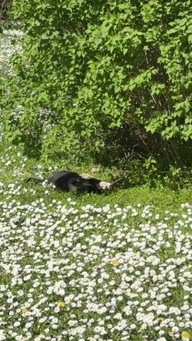 The video shows a black and white dog resting in a field of white daisies. The dog is lying in the grass, near a bush with green leaves. The day appears to be sunny, and the scene is outdoors.