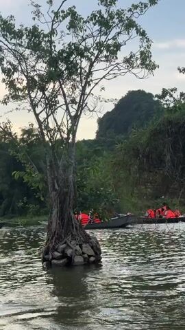 The video shows a wide, calm river with ripples on the surface. The sky is overcast with a hint of dawn or dusk. In the foreground, a large tree with exposed roots grows out of the water, anchored to a rocky base. To the right of this tree, another dense cluster of vegetation grows out of the water. In the middle ground, several small boats are on the river, with people wearing orange life vests. They appear to be on a tour. In the background, lush green hills covered in trees rise up. The overall scene depicts a serene natural landscape with boaters enjoying an activity on the water.