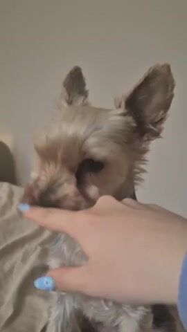The video shows a Yorkshire Terrier sitting on a bed with beige sheets. A hand with light blue nail polish reaches out to pet the dog on the nose, then on the top of its head. The dog tilts its head up slightly as it is being petted. A yellow object is partially visible in the background. The wall behind the bed is plain.