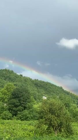 This is a landscape video taken in Khvanchkara, Georgia. The scene is dominated by lush green hills covered in dense trees and vegetation, suggesting a rural or mountainous setting. In the foreground, there is a field of vibrant green plants, possibly vineyards, stretching across the bottom of the frame. A prominent feature of the video is a rainbow arcing across the sky, appearing after or during a rain shower. The sky is partly cloudy with dramatic dark clouds looming in the background, indicating recent or impending rain. The light suggests it is daytime, possibly late afternoon or early morning when the sun breaks through after a storm. There are a few small white houses visible on the hillsides, indicating some human habitation within the natural landscape. The overall mood conveyed by the imagery is one of natural beauty, tranquility, and the serene aftermath of a rain shower. There is no visible text in the video.
