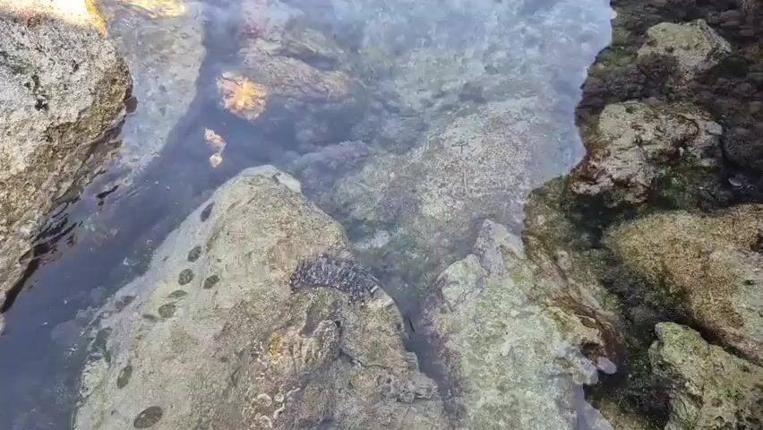 This media file captures a close-up view of a crab on the seabed. The crab, with its patterned exoskeleton, is perched on a rock surrounded by other rocks and marine life. The water is clear, allowing visibility of the submerged environment. The scene appears to be in a shallow coastal area, likely a tide pool or a rocky shoreline. The lighting suggests it is daytime, with sunlight filtering through the water. The presence of rocks and the clarity of the water indicate a natural marine setting. The focus is on the crab, highlighting its camouflage and texture against the seabed. No human presence or man-made objects are visible. The overall mood is one of observing natural wildlife in its habitat.