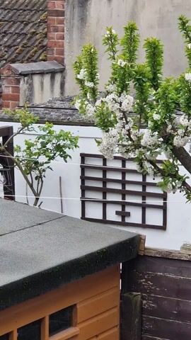 A short video pans across a residential backyard. There is a flowering tree, bird feeders hanging between trees, a white building, a brown fence, and other miscellaneous objects.