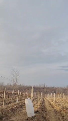 The video shows a vineyard on a cloudy day. Rows of bare vines stretch into the distance, supported by wooden posts and wire. A white plastic bag is tied to one of the posts in the foreground. The ground is dry and brown, with a dirt path running between the rows of vines. In the background, bare trees line the horizon. The sky is overcast with grey clouds.