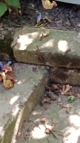 A small, brown lizard is visible on a large, rectangular stone, positioned horizontally in the center of the frame. The lizard is facing left. The stone rests on a concrete surface, and there are fallen leaves and debris scattered around the stone and on the ground. In the background, green foliage is visible on the left, and a light-colored surface, possibly a wall or fence, is on the top. The lighting suggests an outdoor setting with dappled sunlight filtering through.