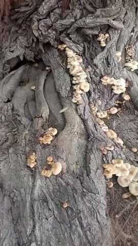 The video shows the base of a large tree with exposed roots. Numerous small, clustered mushrooms are growing on the bark and around the roots. The ground appears to be damp and muddy, with some dry leaves scattered about. In the background, out of focus, are more trees and what looks like a body of water. The lighting suggests it is daytime, possibly overcast. The camera pans slowly across the tree trunk and roots, focusing on the fungi. There are no people or animals visible in the frame.