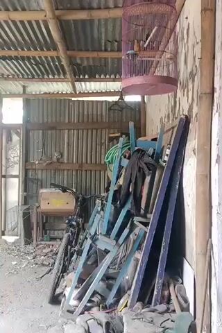 A bird is shown in a cage hanging from the ceiling. The cage is pink and round. The bird is small and has yellow and blue feathers. The cage is hanging in a room with a corrugated metal roof and walls. There are several objects in the room, including a bicycle, some chairs, and some tools. The room appears to be cluttered.