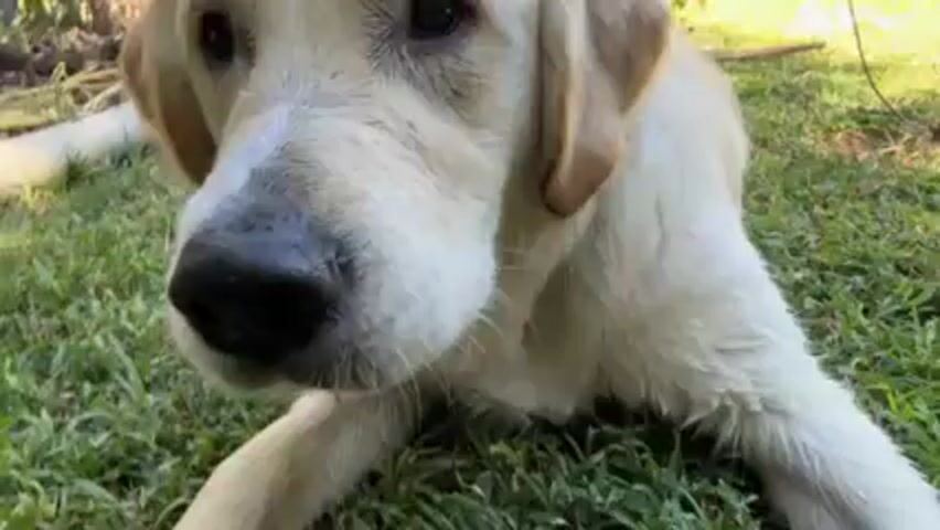 A white Labrador Retriever dog lies on a patch of green grass. The dog is facing the camera. Its nose is black and moist. The dog looks directly at the camera and then looks down and away.