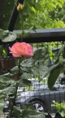 Rain shower documented through flower close-ups in Chișinău