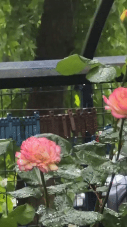 Rain shower documented through flower close-ups in Chișinău