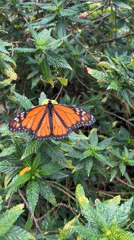 Wildlife watching documented across Las Palmas parks and streets