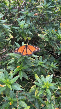 Wildlife watching documented across Las Palmas parks and streets